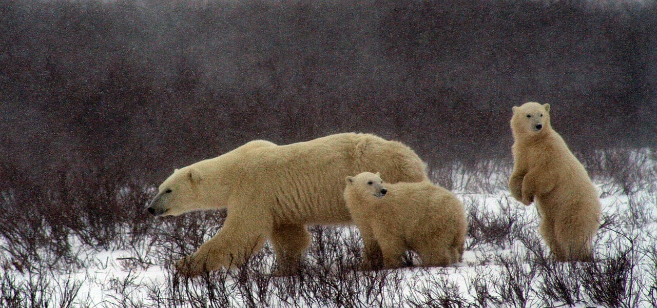 polar-bear-and-cubs-2821902_1280